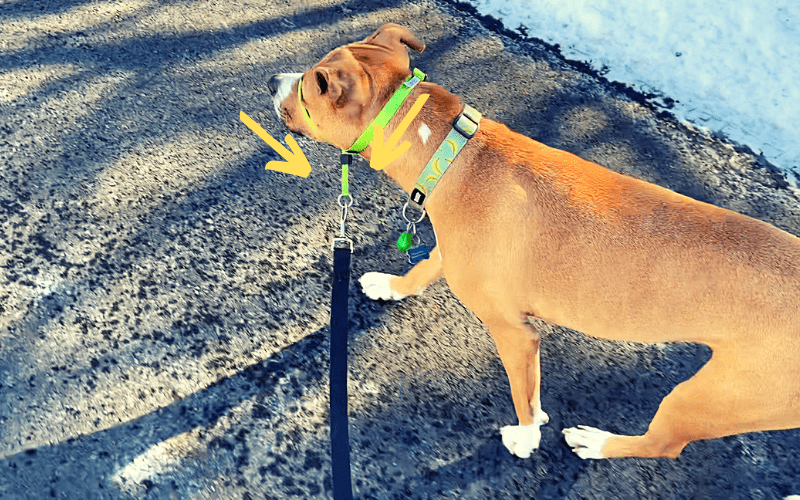 head-halter