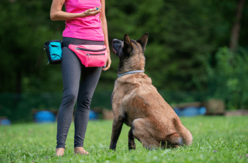 dog training