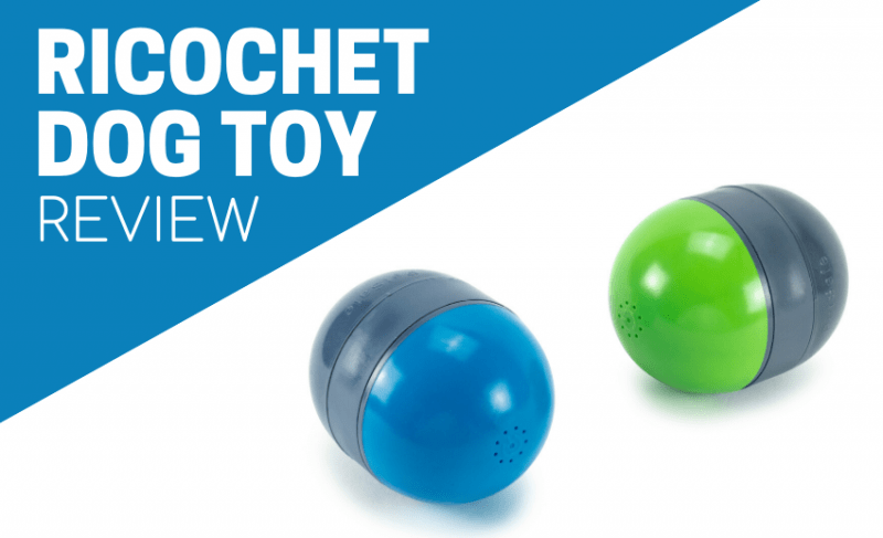 ricochet dog toy